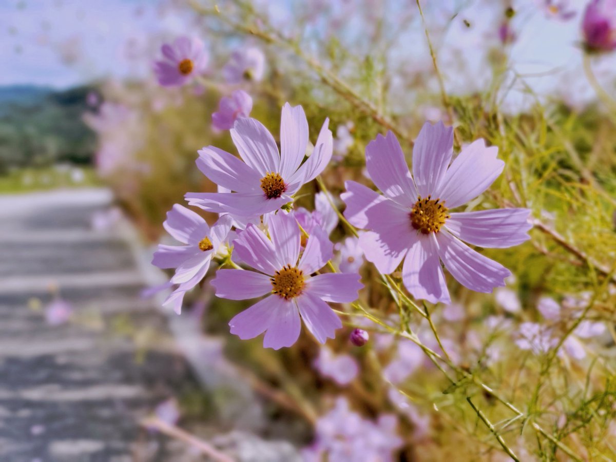 별이🌟 tweet media