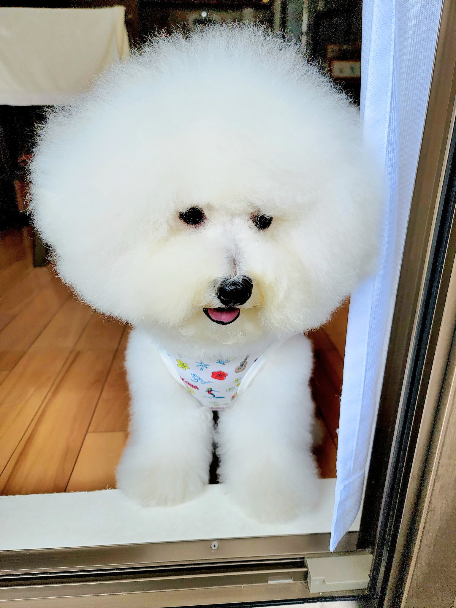 もふもふ犬 Twitter Search Twitter