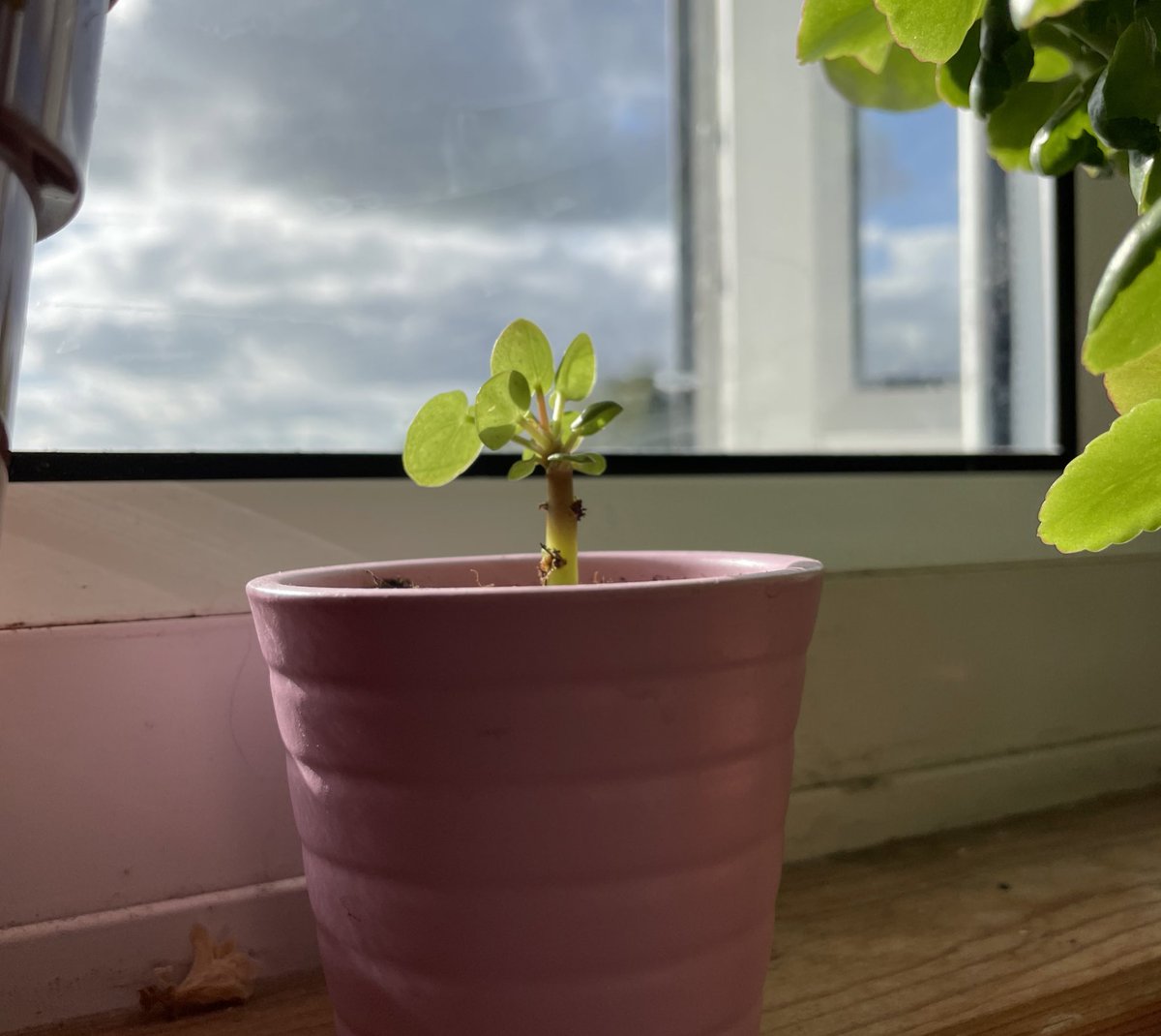 Happy Monday from my very tiny money plant 🌱