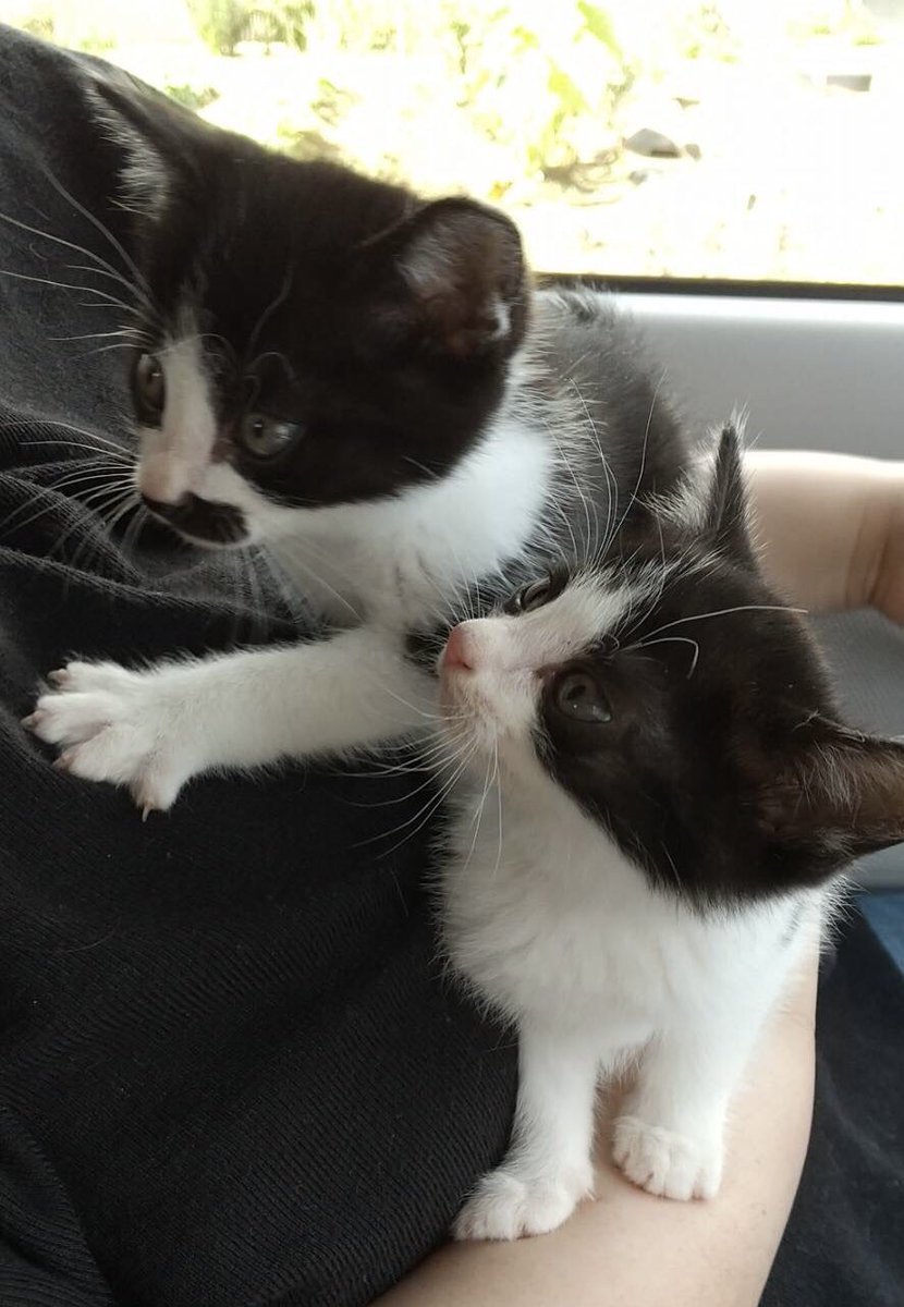 ซาโตมิ ซูซูกิ