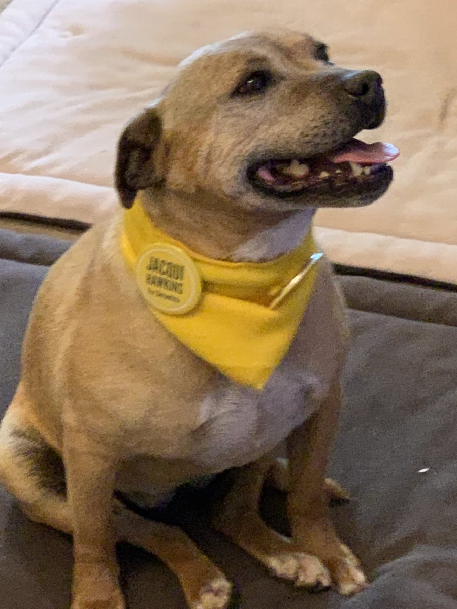 ji11b's tweet photo. hey Maggie has your “dog Mum” ⁦@JacHawkinss⁩ got you 1  of these yet 4 the dog park?
#pawsforchange #benambradogsunite #vote1forthedoglover #pupforrenwables 

Call into The Hive and pick one up Maggie - bring your friends.

Thnx Benambra Busy 🐝🐝🐝🐝🐝 I love is - woof Bex https://t.co/2MRofWcIdd