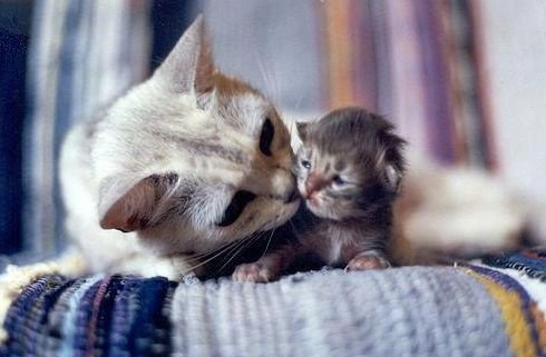 honky_tonk's tweet image. Love is touch.
#love #愛 #affection #愛情
RP @Maria32238606