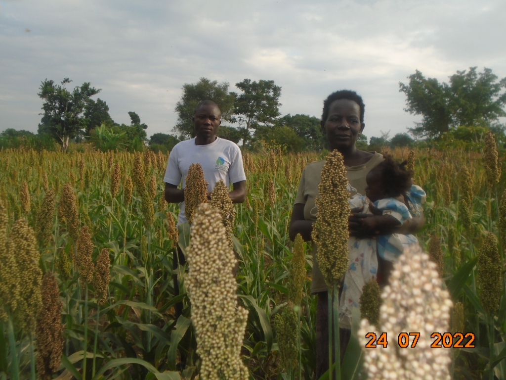 KaluluAnthony's tweet photo. Photos from the @UgandaFarms's white sorghum project in the first planting season of 2022. https://t.co/T4FxAej521