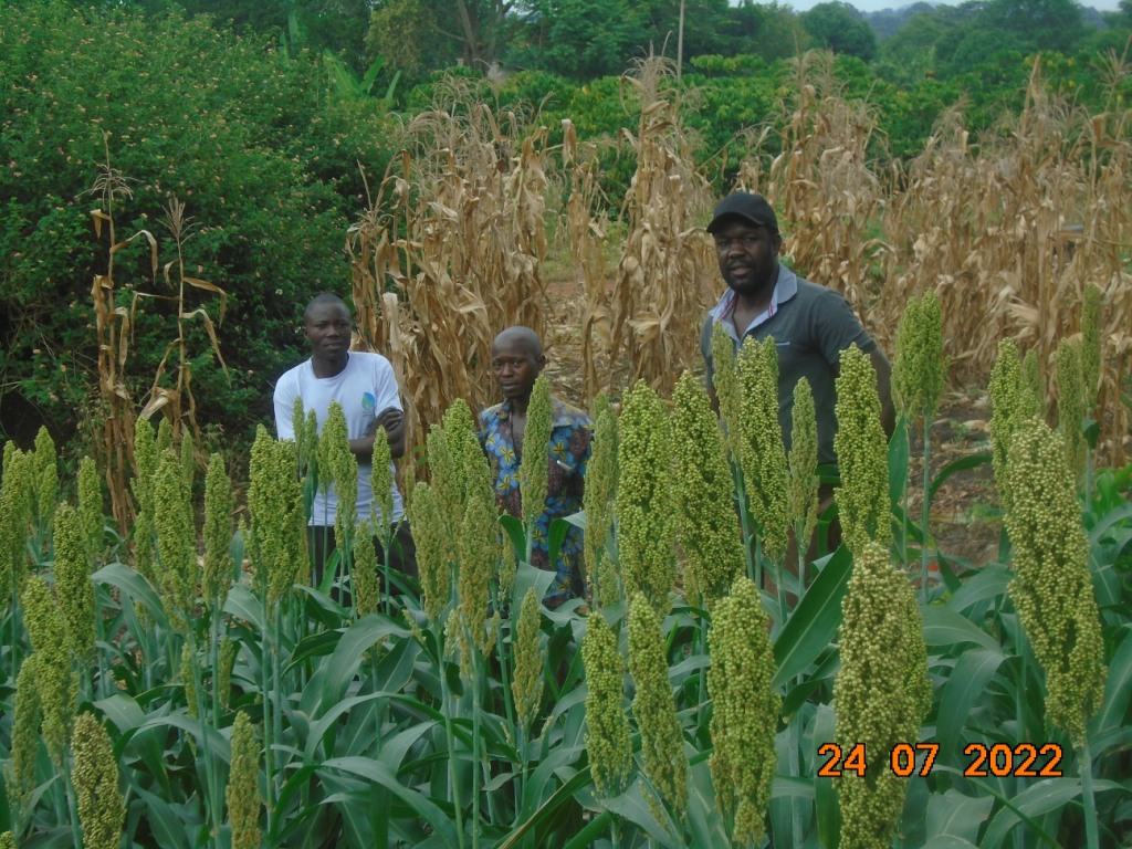 KaluluAnthony's tweet photo. Photos from the @UgandaFarms's white sorghum project in the first planting season of 2022. https://t.co/T4FxAej521