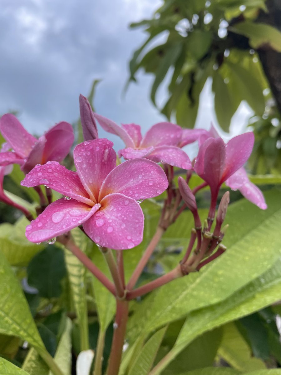 climateresildev's tweet photo. Some places it’s spring, some places it’s autumn/fall. But here on the equator, life doesn’t change that much at all. https://t.co/K217MLWjP4