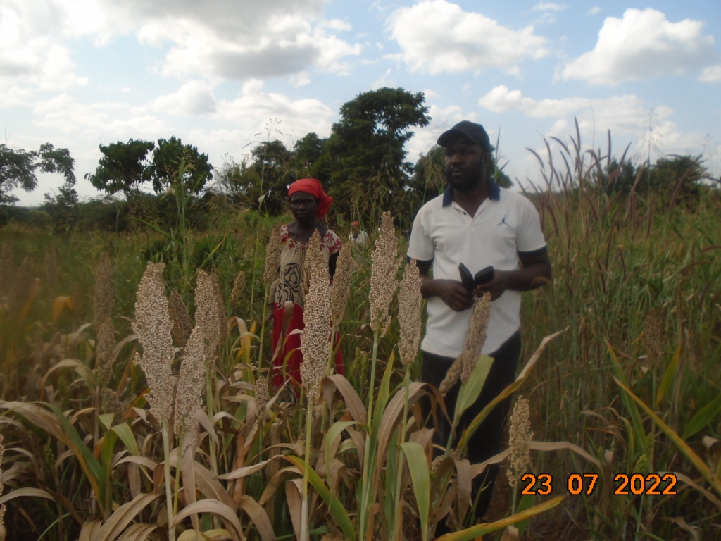 KaluluAnthony's tweet photo. A few more photos from the @UgandaFarms's white sorghum project in the first planting season of 2022. https://t.co/9qh2HlDGnj