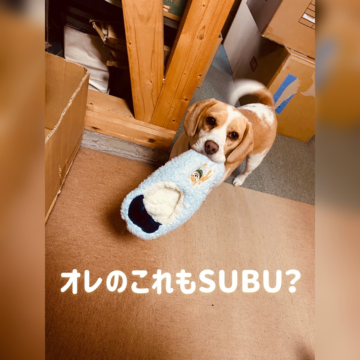 market_bears's tweet photo. ！！予約注文殺到中！！

私も欲しいいいいいいいぃいい！！！

お早めにʕ•ᴥ•ʔ

#BEARSMARKET
#人気急上昇アイテム
#SUBU
#nanga 
[楽天] https://t.co/BqWRgtrVwF #RakutenIchiba https://t.co/t7igyoxpf9