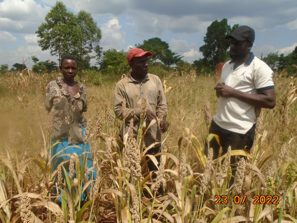 KaluluAnthony's tweet photo. A few more photos from the @UgandaFarms's white sorghum project in the first planting season of 2022. https://t.co/9qh2HlDGnj