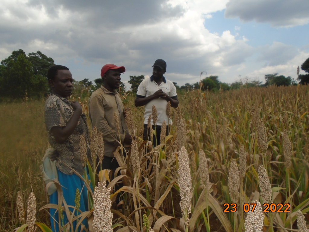 KaluluAnthony's tweet photo. A few more photos from the @UgandaFarms's white sorghum project in the first planting season of 2022. https://t.co/9qh2HlDGnj