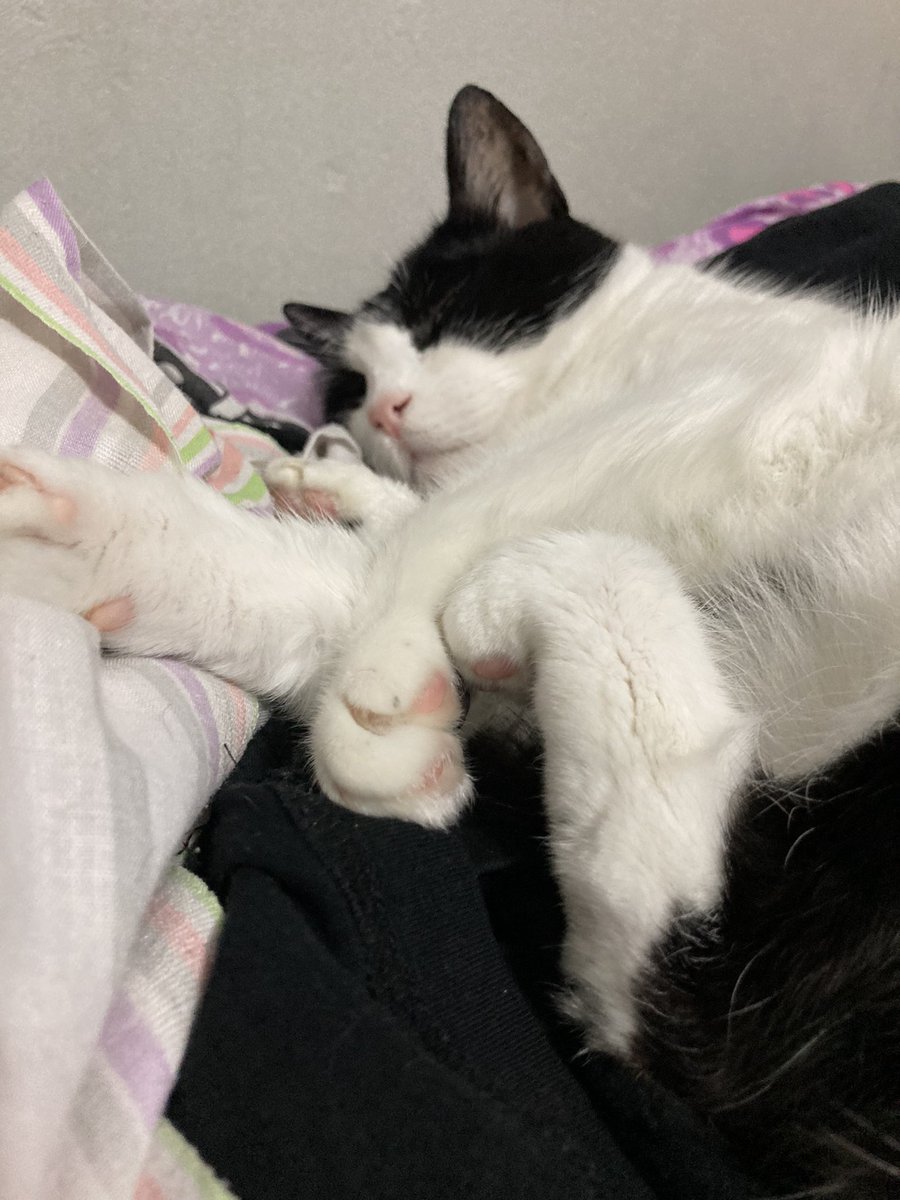 roosabate's tweet photo. mi bb te extraño todos los días🥺🫶🏻 https://t.co/EwMUW4V9M4