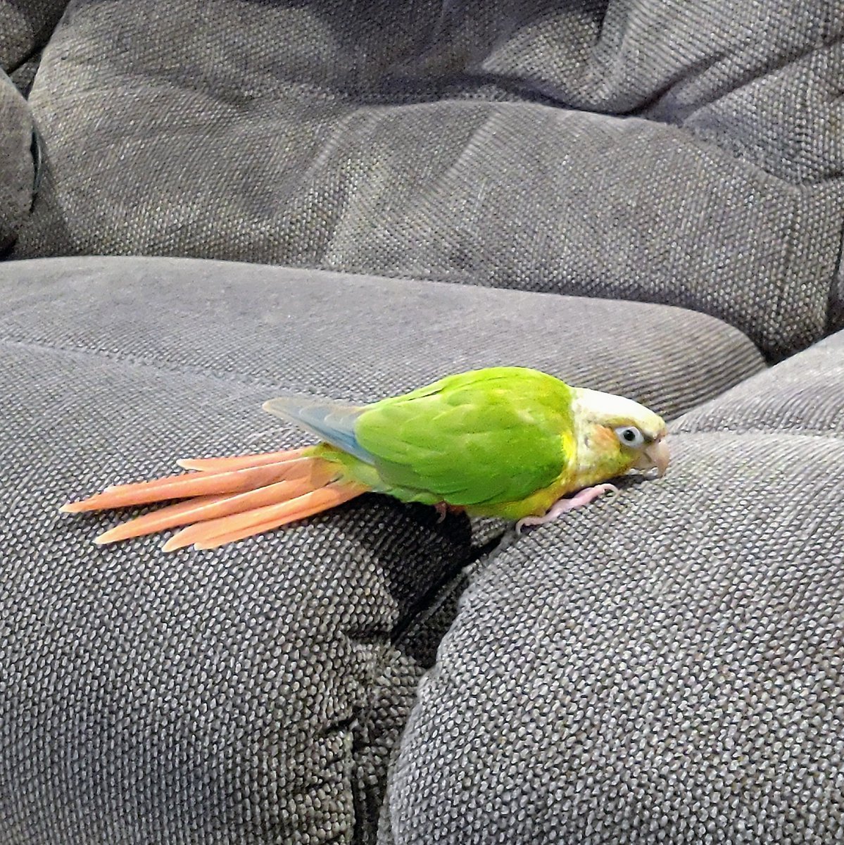 TerribleMeeps's tweet photo. Doing me a heccin' walking bonk

#TerribleMeeps #bonk #conure #birdsoftwitter https://t.co/NWpxF8ETtl