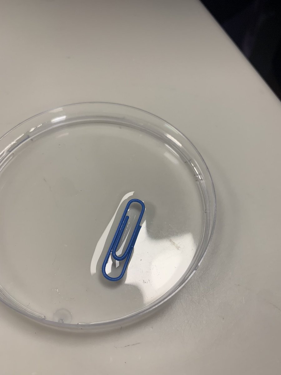 BeckRSaunders's tweet photo. #IB #Biology #Topic2 #Water…. A little brain break activity modeling cohesion/surface tension …. Not as easy as it looks https://t.co/WJuvBWZFsI