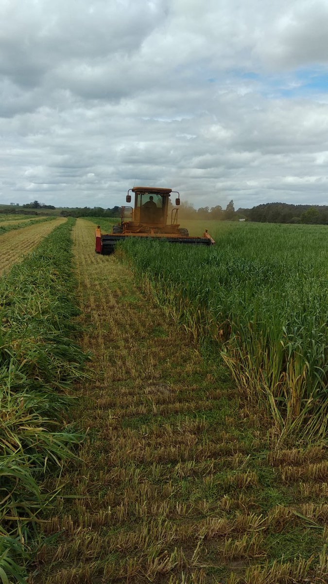 cradeco's tweet photo. Confección de reservas forrajeras, apostando a la estabilidad productiva  de los próximos meses. #masjuntosmasagro #cradeco https://t.co/Mbc6aOvDo6