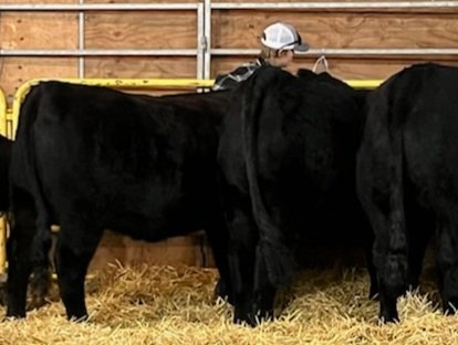 BCNmkr2's tweet photo. Thank you to the small army who make the Ilderton Fair &amp; Beef Market Sale a big success &amp; for supporting youth in Agriculture. Very big Thank You to @RyanKennes North Middlesex Seed Solutions, Adam Smith Plumbing &amp; @AXIOMMutual Strathroy, for purchasing the kids' cattle this year https://t.co/zVNUvjZbgG
