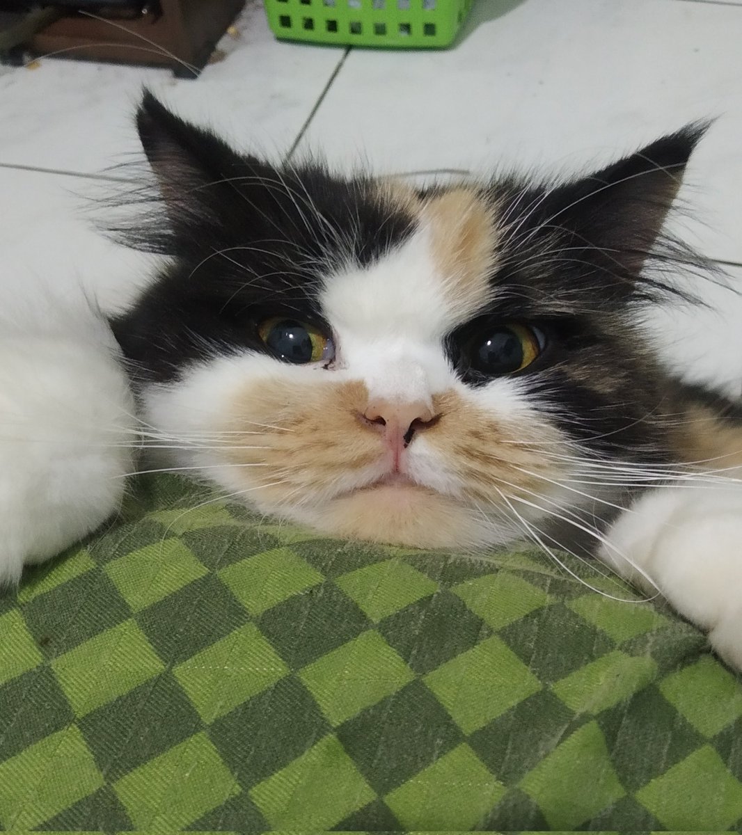 kochengfs's tweet photo. 🐈‍⬛ Ada yg ngambek nih gara" gk dibolehin naik kasur 😸 https://t.co/AtdJBnnjQr