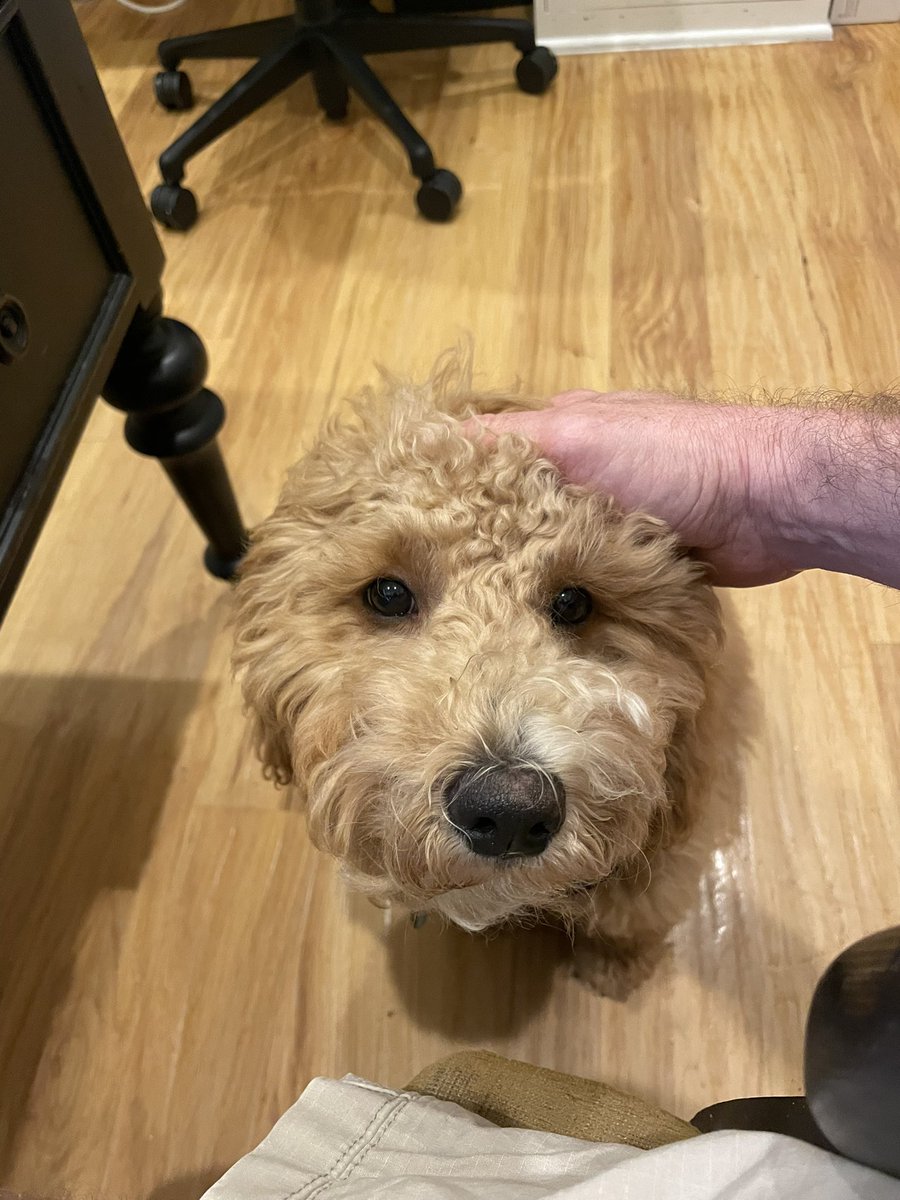 Semicondogter's tweet photo. Scritches https://t.co/lSOTT9PI3p