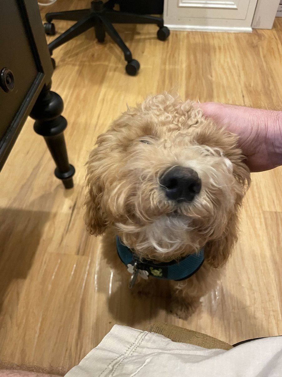 Semicondogter's tweet photo. Scritches https://t.co/lSOTT9PI3p