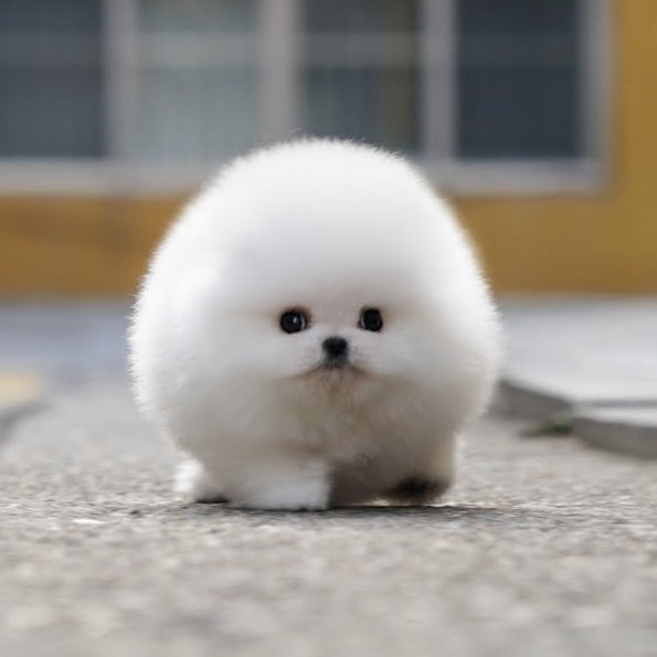 Tom Creighton tweet media