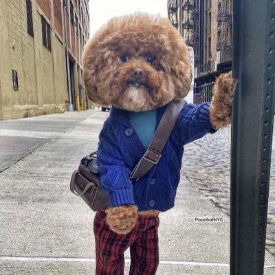 Shmukeee's tweet photo. #NewProfilePic https://t.co/JEIbEP5jlr