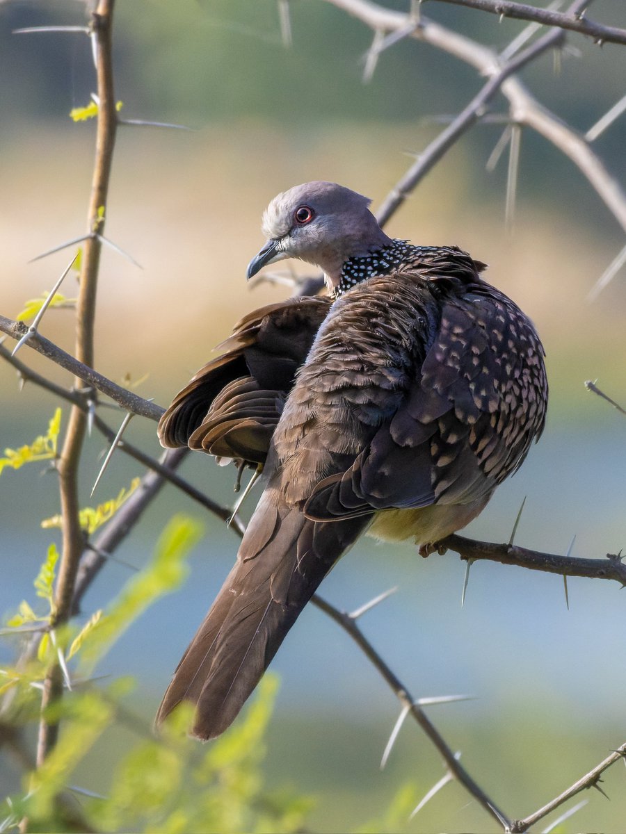 Preen and clean ✨Caught this self grooming #spotteddove #IndiAves #birdphotography #birdwatching #birding #BirdsSeenIn2022 #natgeoindia