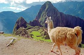 JavaHavaCoffee's tweet image. Amazon Trails | Peruvian Decaf javahava.com/products/peru-… $30.94 FREE USPS GROUND SHIPPING ON ORDERS $39 - ABOVE
We roast and ship your coffee freshly within 4 to 7 working days of your order.
 
Shipping is FREE on orders $39 - above, anywhere in the U.S. via USPS. Orders&apos; $38...