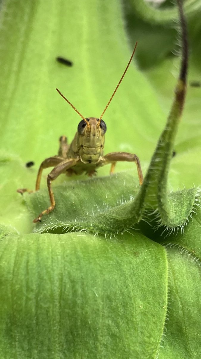 MaryDanielsen's tweet photo. @HatingHatred This guy watched me gardening. He helped me not feel alone. Otherwise I would’ve festered on the volume of work that needed to be done and the fact that I was doing it alone. Have a great day tomorrow. https://t.co/QdPpLDLhUN