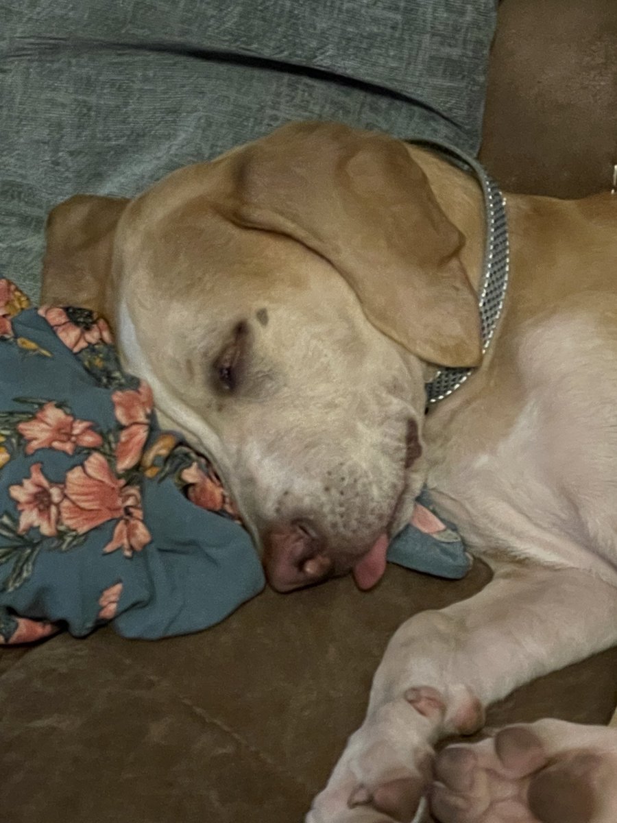 BrownieTurd's tweet photo. When did Penny get a tear drop tat on her eye? Was this from last weeks massacre? 🤣 😜 #hardturd #dirtkiller #puppyturd #turdtears https://t.co/23Z1GD80t3