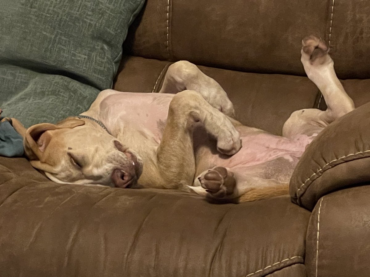 BrownieTurd's tweet photo. When did Penny get a tear drop tat on her eye? Was this from last weeks massacre? 🤣 😜 #hardturd #dirtkiller #puppyturd #turdtears https://t.co/23Z1GD80t3