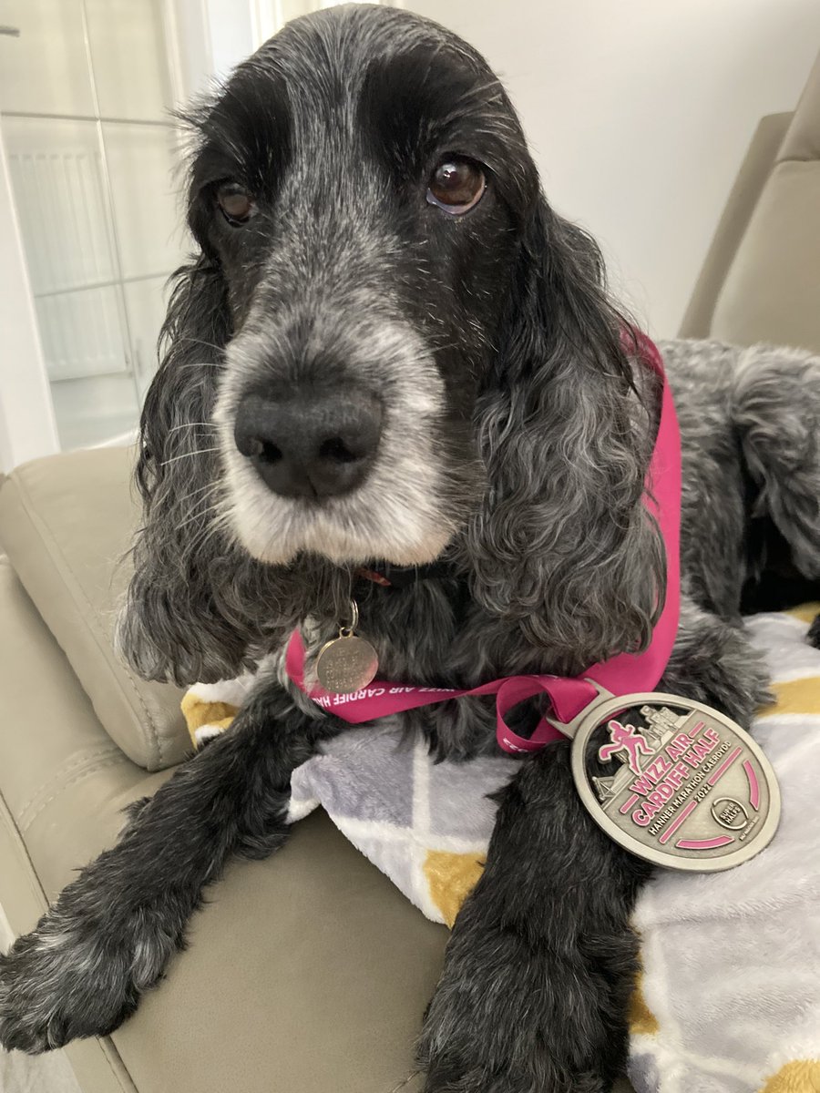 Elaine_Wills73's tweet photo. Since Friday I’ve been a wreck - my baby Nessa has been diagnosed with a tumour. Her operation is this morning at 0830.  I pray that it’s benign 🙏 please think of her today.
She’s beautiful and has helped so many children who need her support as a Therapy Dog @Burnscommunity 🙏 https://t.co/kmAN2m5Nak