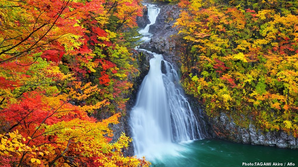 #PhotosOfTheMonth: Autumn has come in the form of #koyo - a canopy of orange, yellow and red leaves! See the colors of #Hokkaido and #Tohoku at Aomori's #TsutaNuma Lake, Hokkaido's #MikuniPass, Fukushima's #TsurugajoCastle, and Akita's Hottai waterfall.