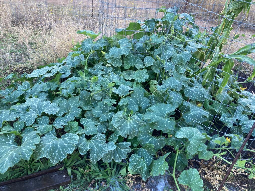 At Hummingbird Sky Island