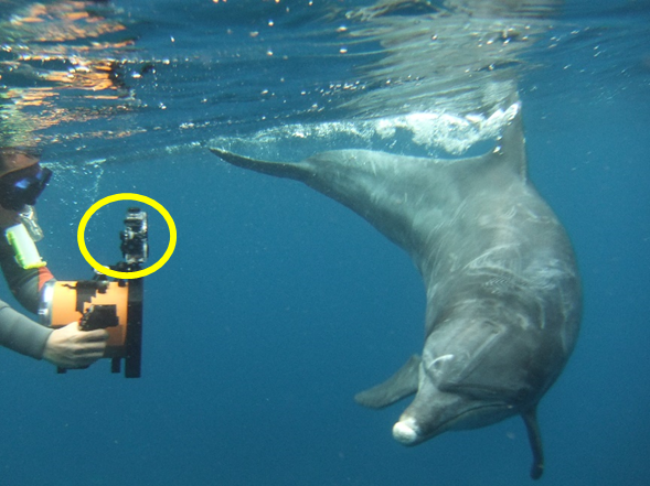 OsakaMetUniv_en's tweet photo. OMU scientists and their colleagues established a method to estimate the body lengths of dolphins, simply by photographing them. They successfully measured the body lengths of 85 wild Indo-Pacific bottlenose dolphins off Mikura Island. 🐬🐬🐬
https://t.co/H2lO0fZECm
#OMUscience https://t.co/tb3AdNY0mA