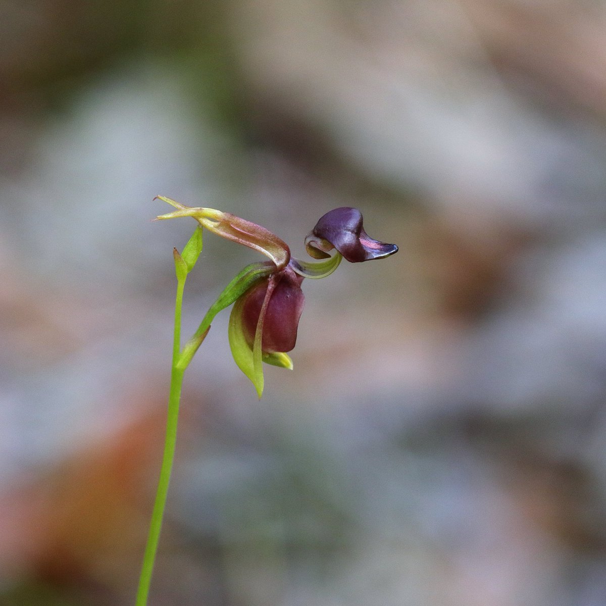 neilfws's tweet photo. Always good when you go out to look for a specific thing and find it. Flying duck orchid (Caleana major). They weren't kidding when they named it. https://t.co/Q7INyjNpkM