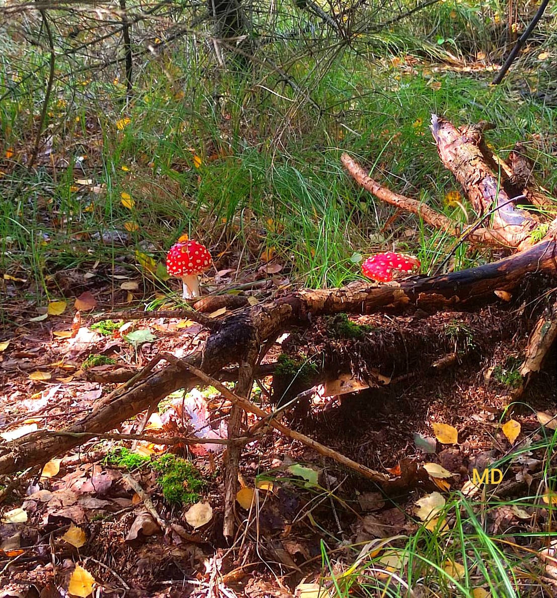 Martina Dvorská (@martinadvorsk2) on Twitter photo 