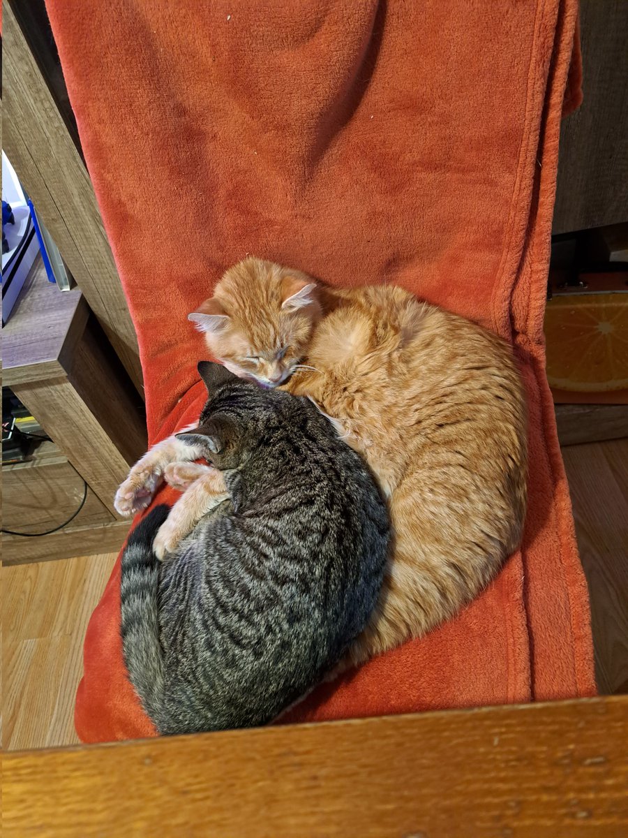 TinkerB32882250's tweet photo. #CatsOfTwitter #lazycats https://t.co/8TzVaLsxHC