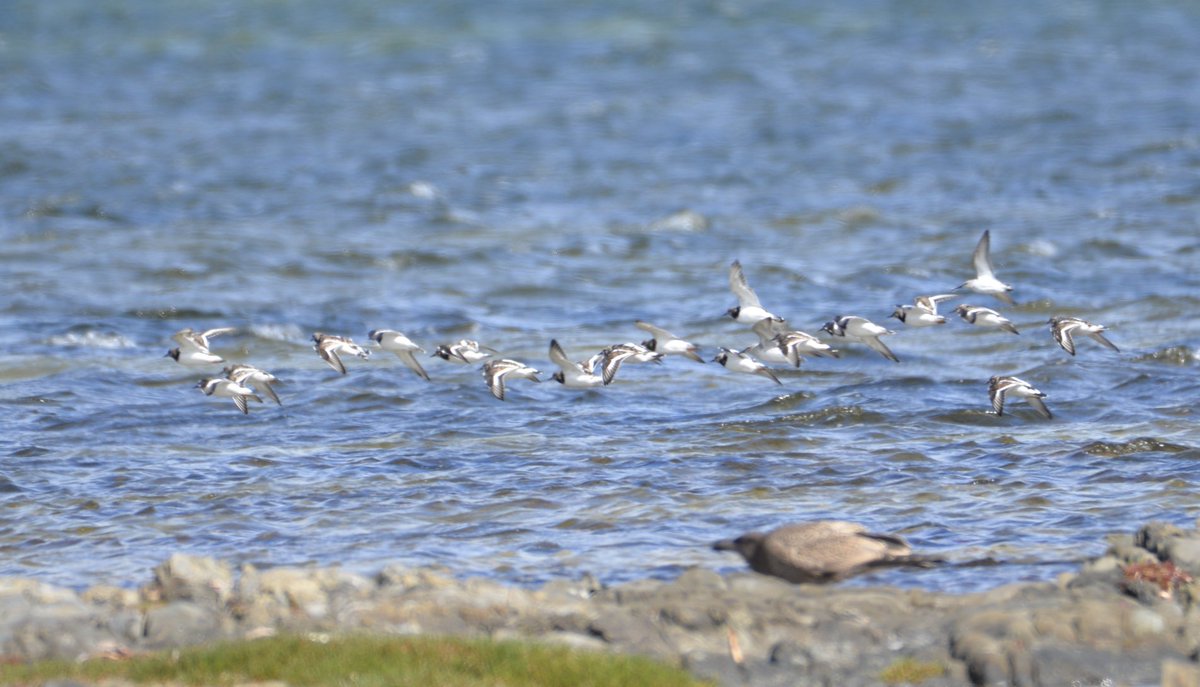 looksouth's tweet photo. Time to welcome return of ultramarathon migratory shorebirds like these Ruddy Turnstone (and 1 critically endangered. Curlew Sandpiper), Boullanger Bay #Tasmania. No place for a wind farm. Renewables we must, but not at cost of global biodiversity. (Pic from summer.) #FlightLines https://t.co/Y5WKaHaYD2