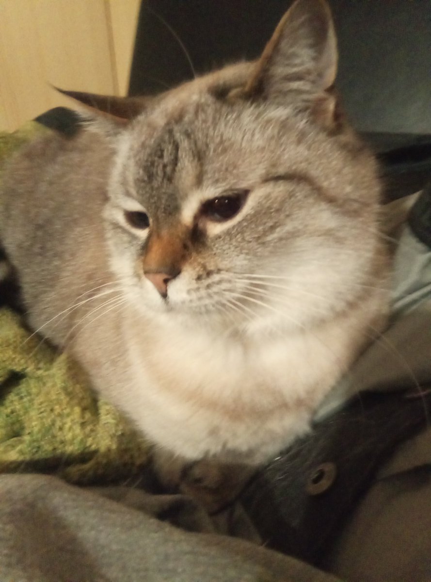 nardus & Cat tweet media