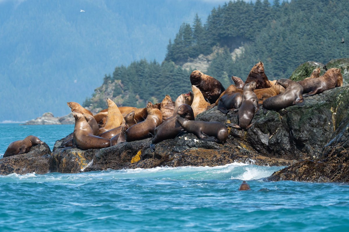 TenacityPursuit's tweet photo. Photo by Dave Katz @TenacityPursuit  // Stellars Sea Lions on a small rock island in Cross Sound, #Alaska #wildlife #marine #sea #sealion #wildlifephotography https://t.co/uicVr6fbJ0
