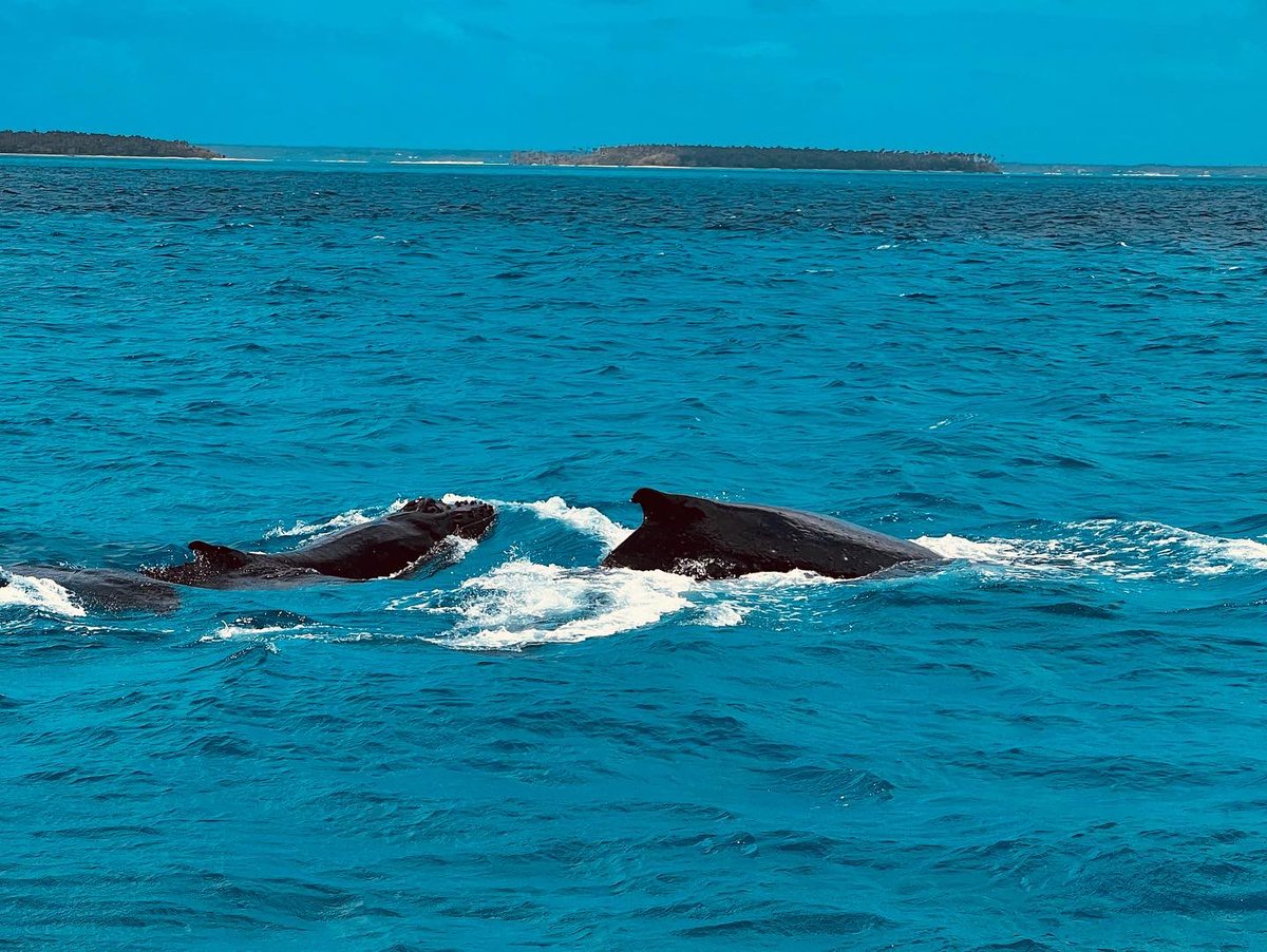 Dagger1_FJ's tweet photo. What an amazing experience going whale swimming in Tonga 🇹🇴🐋 
Grateful and blessed to have had the opportunity to swim with these magnificent creatures. 
They are only in Tonga for a few months in a year to breed and give birth to their young ones. Malo 'aupito Deep Blue Tonga! https://t.co/KpEzUWxbJP