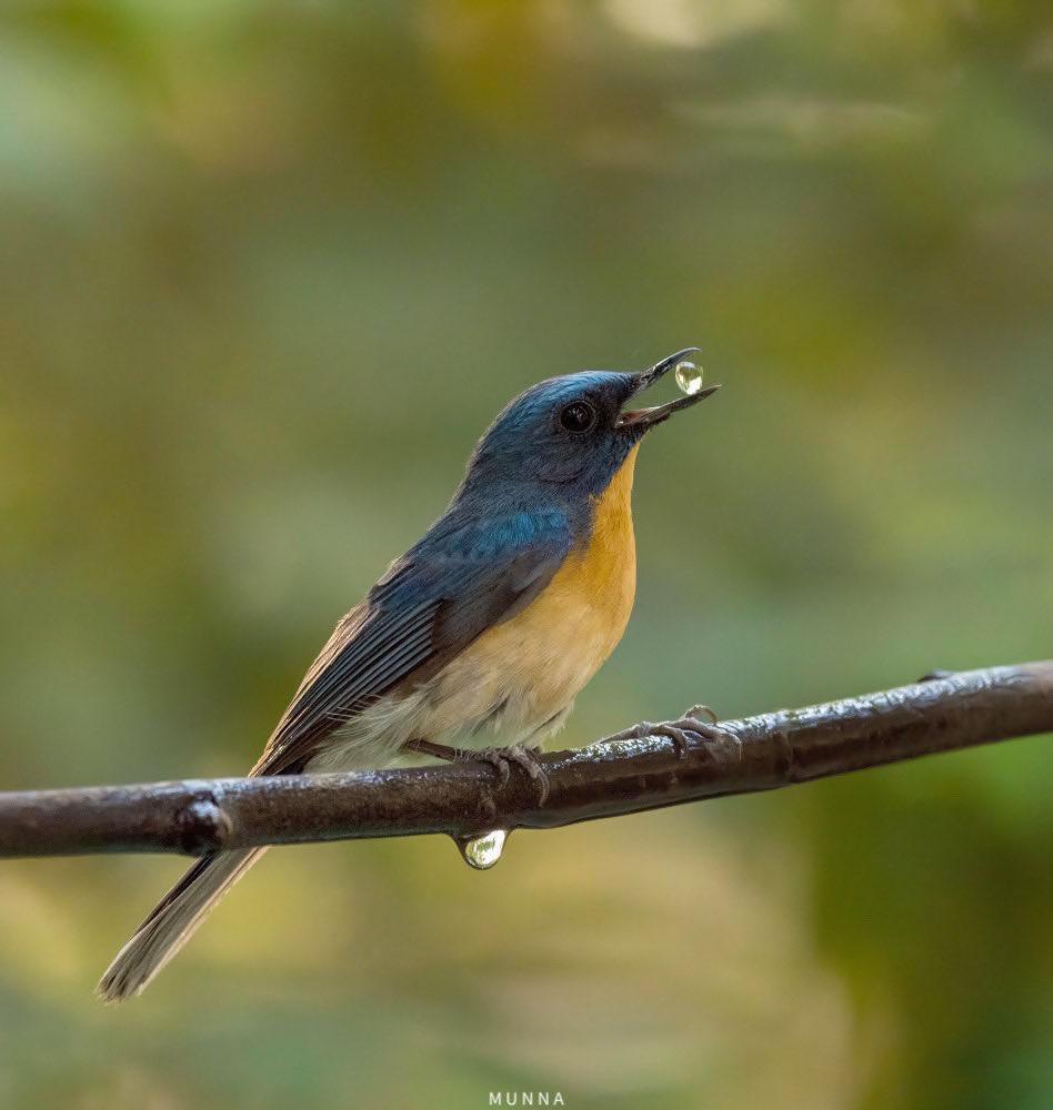 Every water 💧 drop matters . ( in the frame tickle’s blue flycatcher) / Telangana. @rah_jad @pargaien @AnupamSharmaIFS @rohithgopidi @LavanyaIfs @DFOKMM @harichandanaias @NikhithaBoga @AnandReddyYellu @SathishIFS @SanctuaryAsia @NikonIndia #earthcapture #natgeowild @WildlifeMag