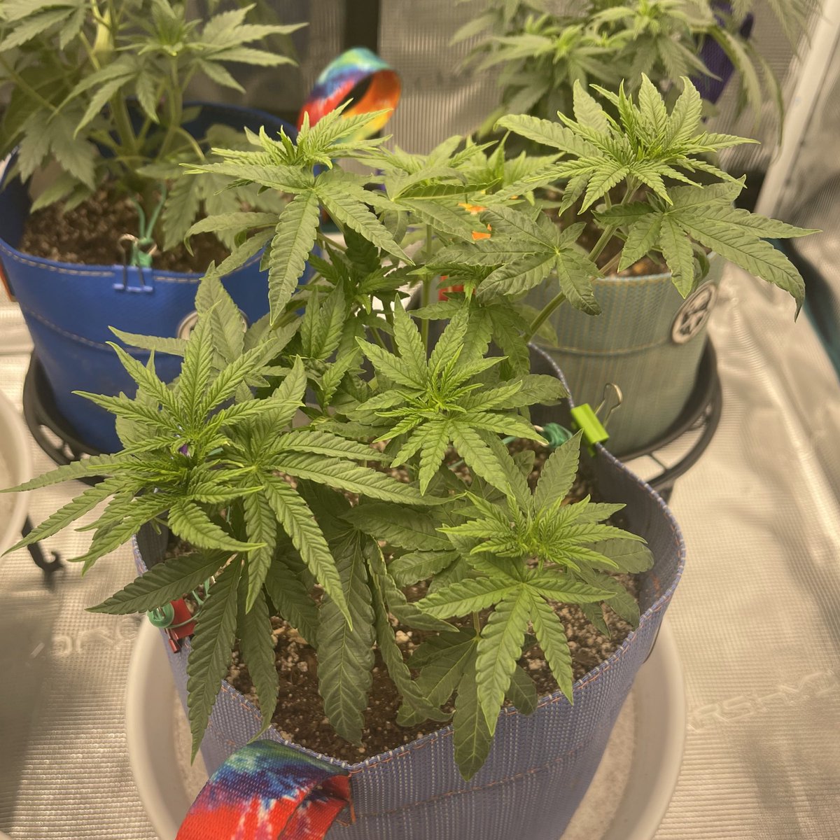 HerbToking's tweet photo. Blueberry Ice Pop🫐🍦🧊🍭 by
#BulletproofGenetics 🧬🪴🔥 https://t.co/EiQ5suyu72