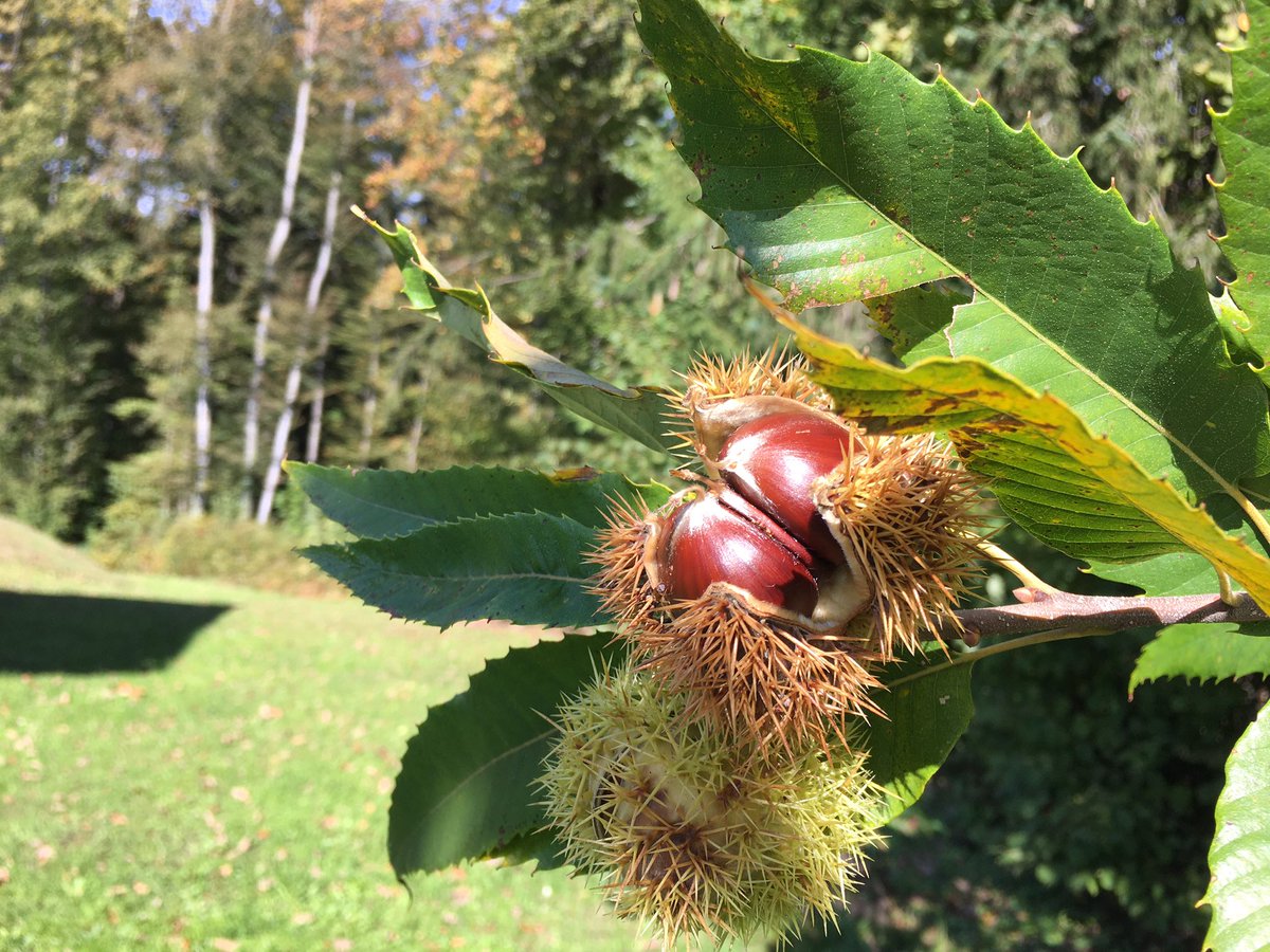 Bostjan Cadej tweet media