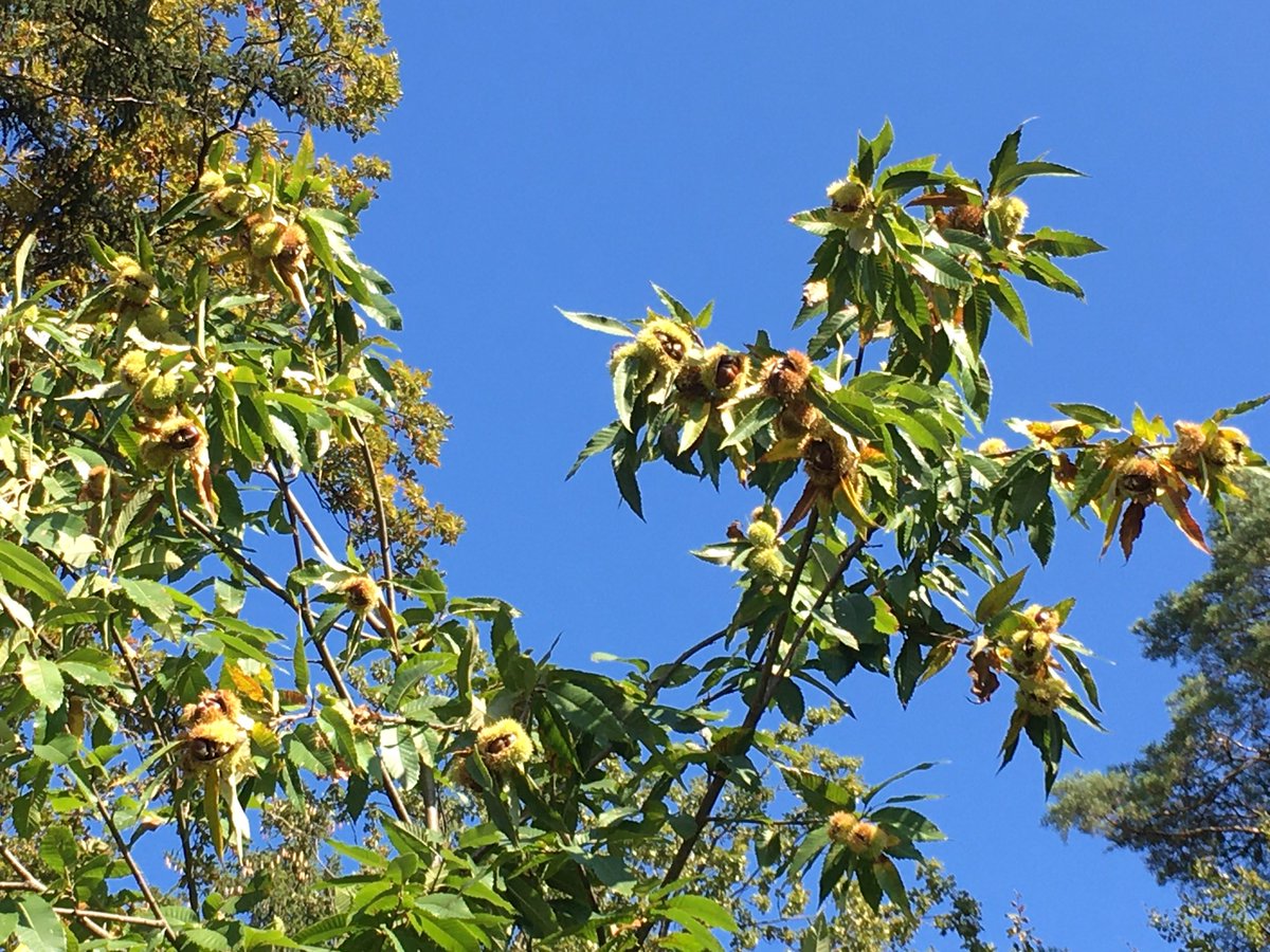 Bostjan Cadej tweet media