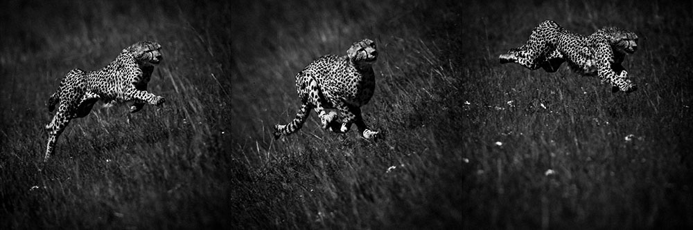 Si le sol te brûle les pieds c'est que tu ne cours pas assez vite Proverbe africain #mondaymotivation laurentbaheux.com