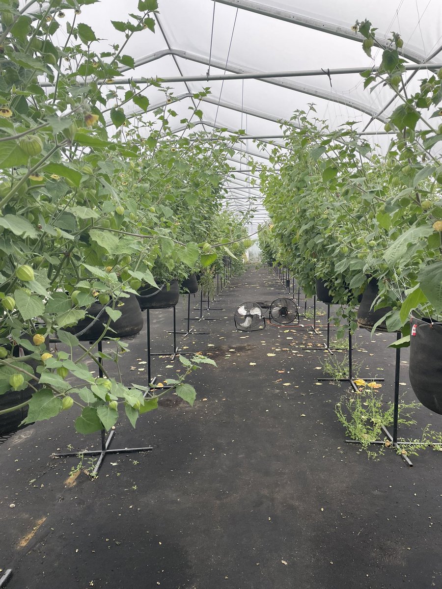 SoulGardenFarm's tweet photo. Croptober #ontag anyone else doing physalis Peruviana at any sort of scale? Let’s connect #goldenberries #goldenberry #physalis #groundcherry https://t.co/C3Qn1qy2kU