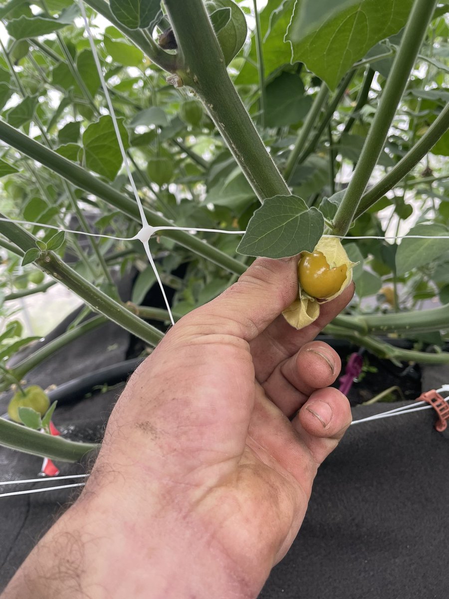 SoulGardenFarm's tweet photo. Croptober #ontag anyone else doing physalis Peruviana at any sort of scale? Let’s connect #goldenberries #goldenberry #physalis #groundcherry https://t.co/C3Qn1qy2kU