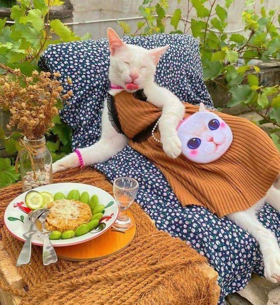 DoseOfCatto's tweet photo. Breakfast date. https://t.co/19qsrEQwHE