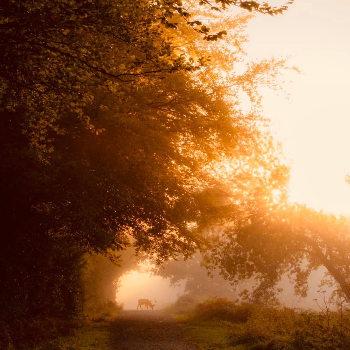 Waiting for the leaves 🍁…#AutumnVibes #Autumn #potd #stormhour <a href="/VisitSomerset/">Visit Somerset</a> <a href="/LoveForSomerset/">LoveForSomerset</a> <a href="/BBCBristol/">BBC Bristol</a> <a href="/bbcrb/">BBC Radio Bristol</a>