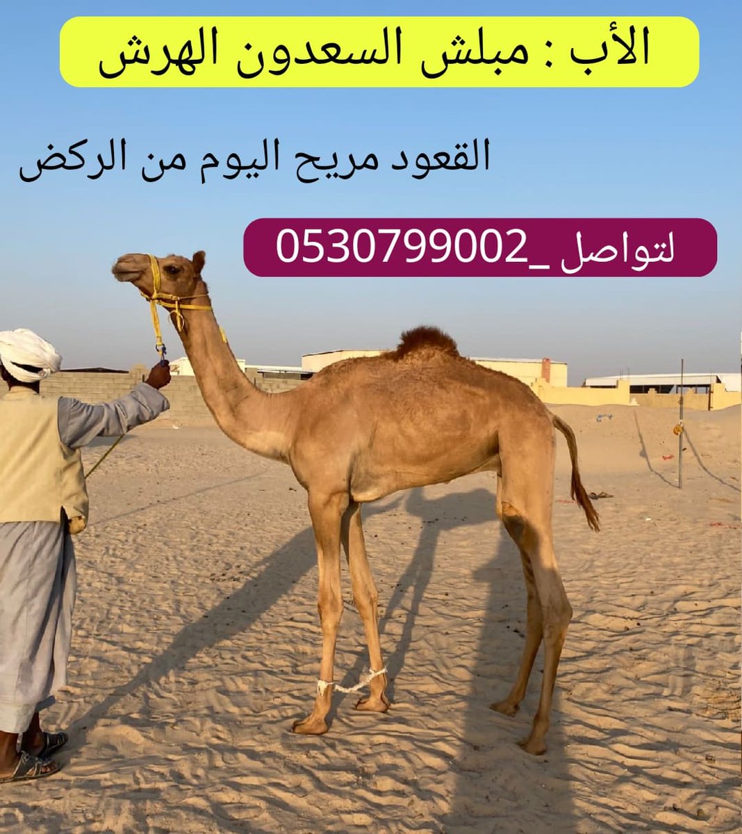 أفلح من ذكر الله

العرض القادم : قعود 

الأب : مبلش السعدون الهرش 

الأم  : سودانية

السن : حق

المعلومات : القعود ذا ثنوها القعود توه مكنسل اليوم  سليم من جميع العذاريب جاهز الي بيعود عليه التدريب 

الموقع : ميدان السيح

لتواصل _0530799002