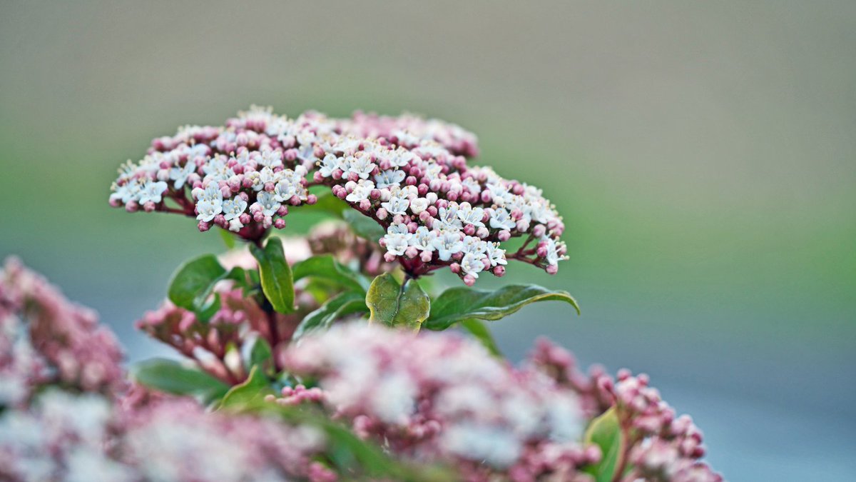 Here's to a new week!🌿 There's plenty to do in the garden this month...
Why not start by planting a new, evergreen shrub for winter interest - try something like Skimmia 'Kew Green' or Viburnum tinus.💮
#gardeningadvice #toptips #getplanting #autumn #newweek #mondaymotivation